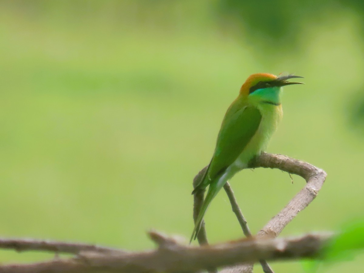 Asian Green Bee-eater - ML642204734