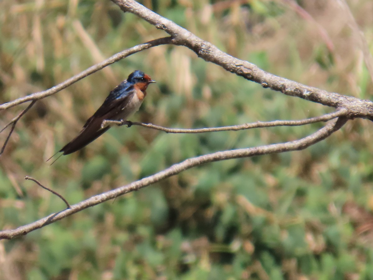Welcome Swallow - ML642204746