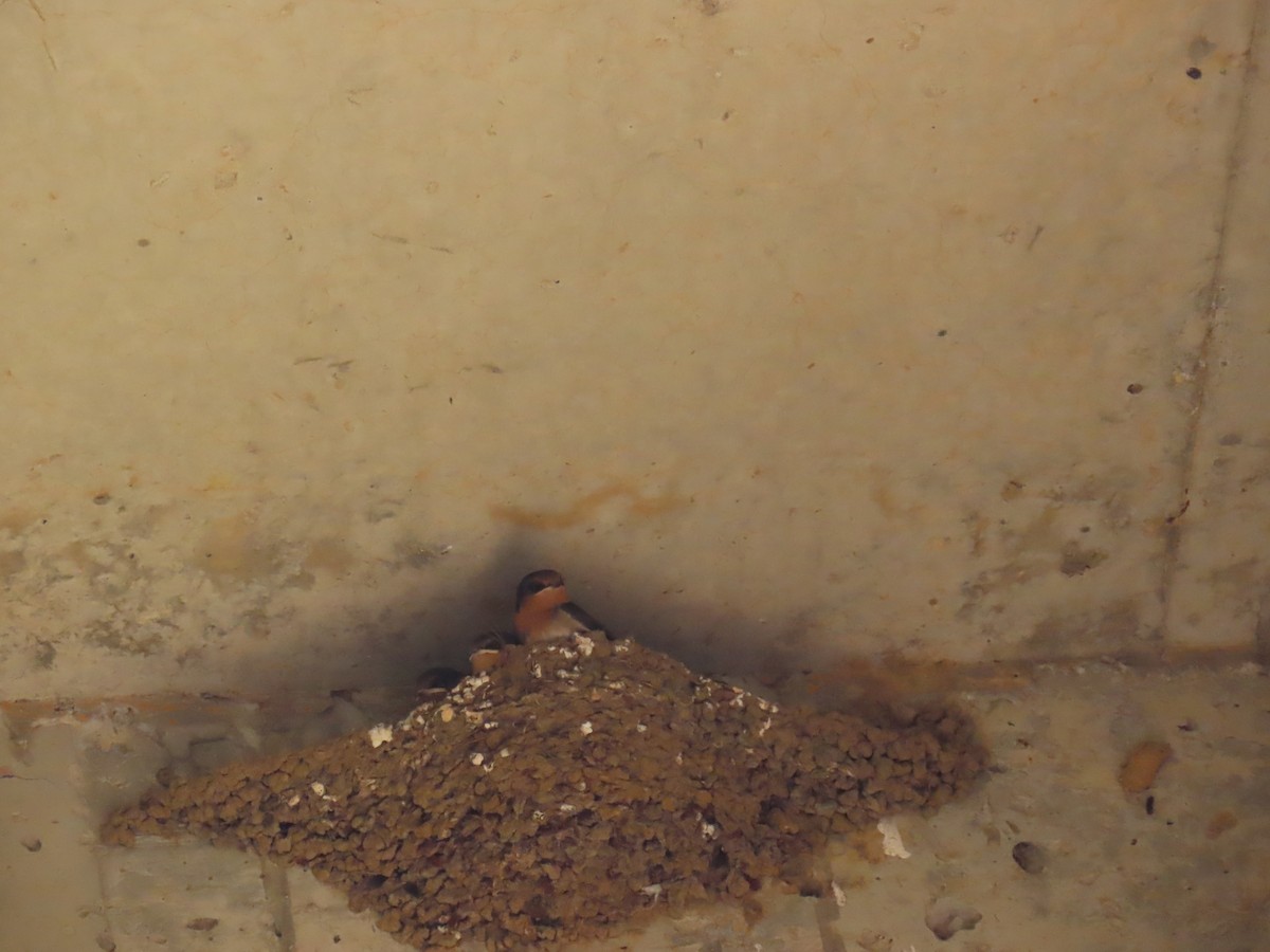 Welcome Swallow - ML642204747