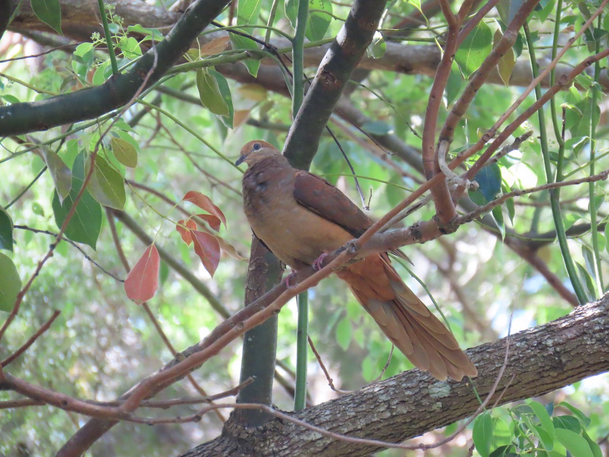 Brown Cuckoo-Dove - ML642204749