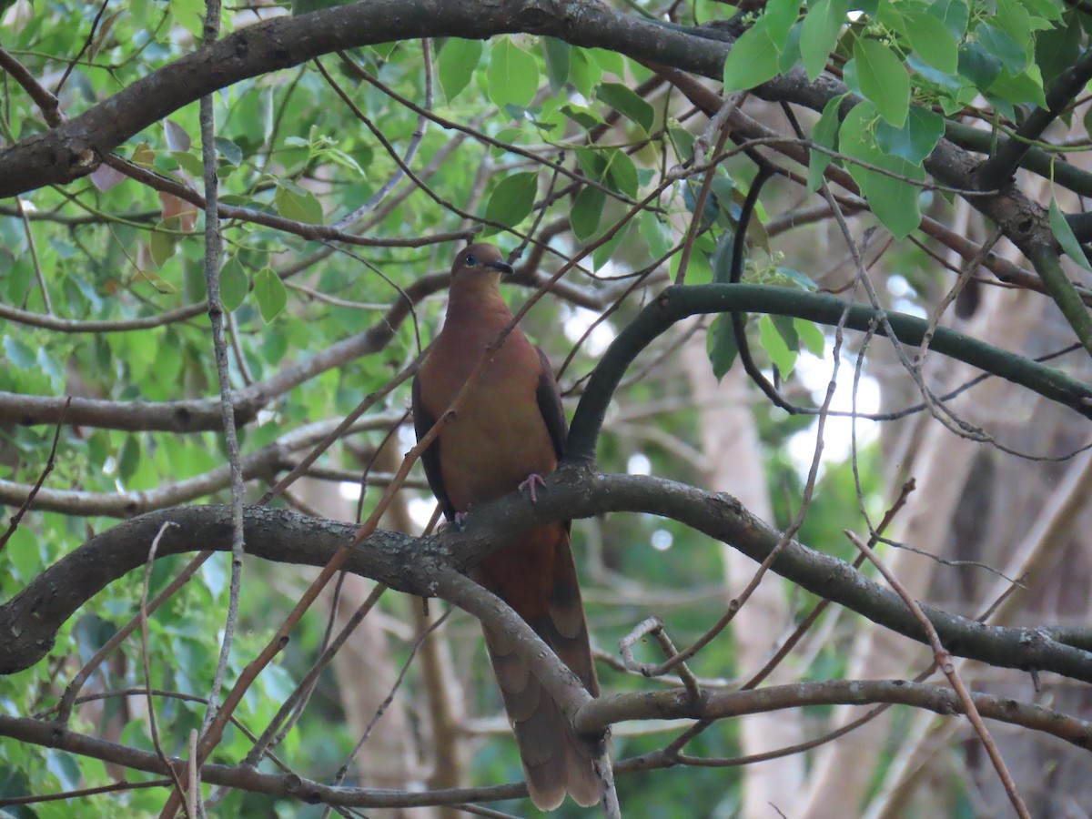 Brown Cuckoo-Dove - ML642204750