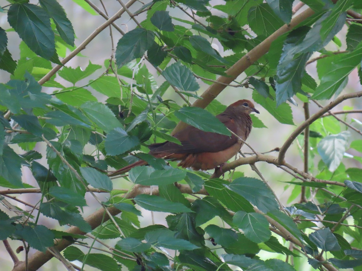 Brown Cuckoo-Dove - ML642204751