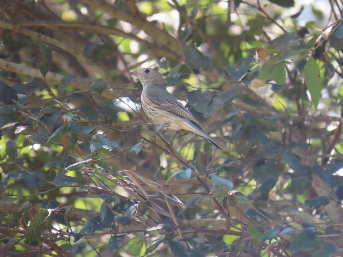 Rufous Whistler - ML642204756