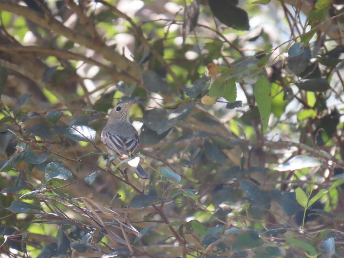 Rufous Whistler - ML642204757