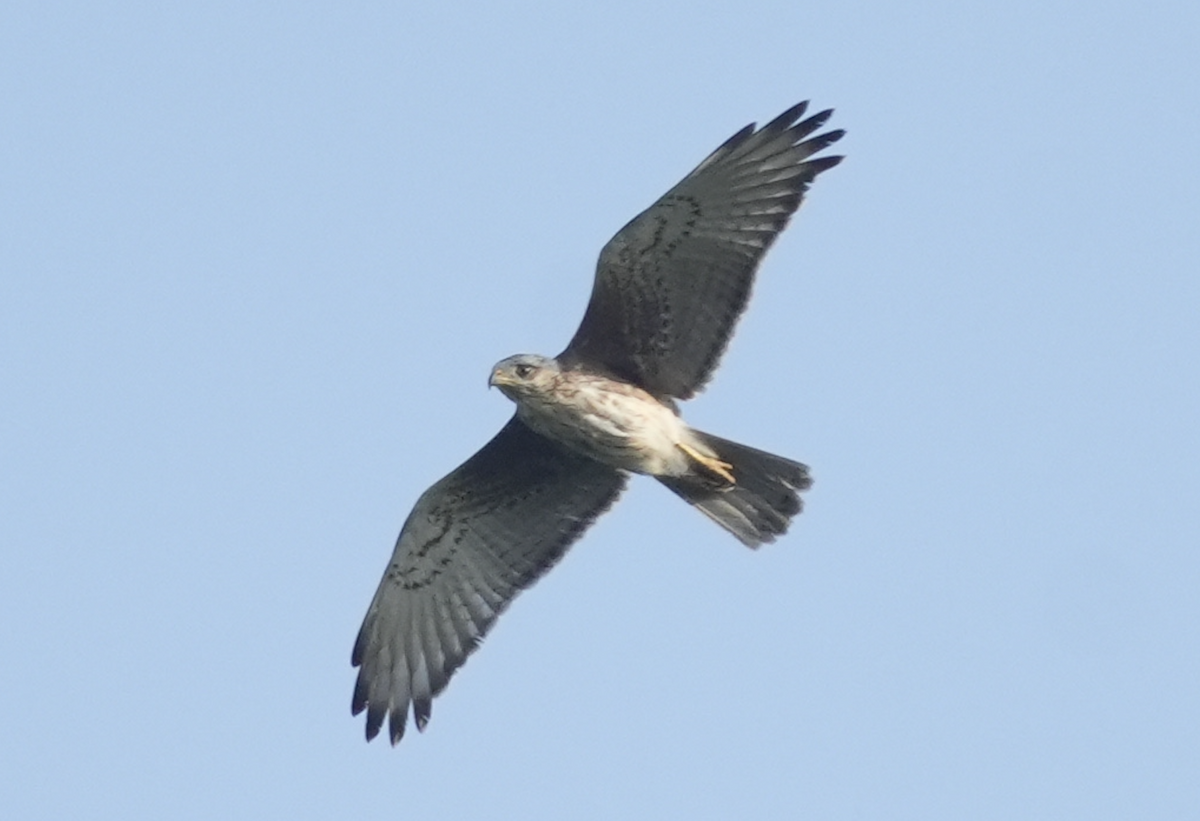 Busautour aux yeux blancs - ML642204759