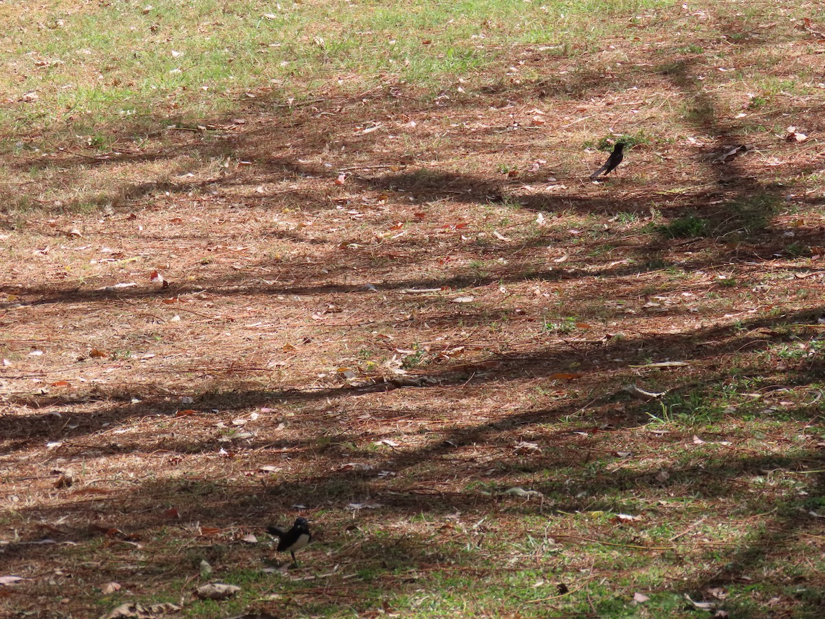 Willie-wagtail - ML642204760