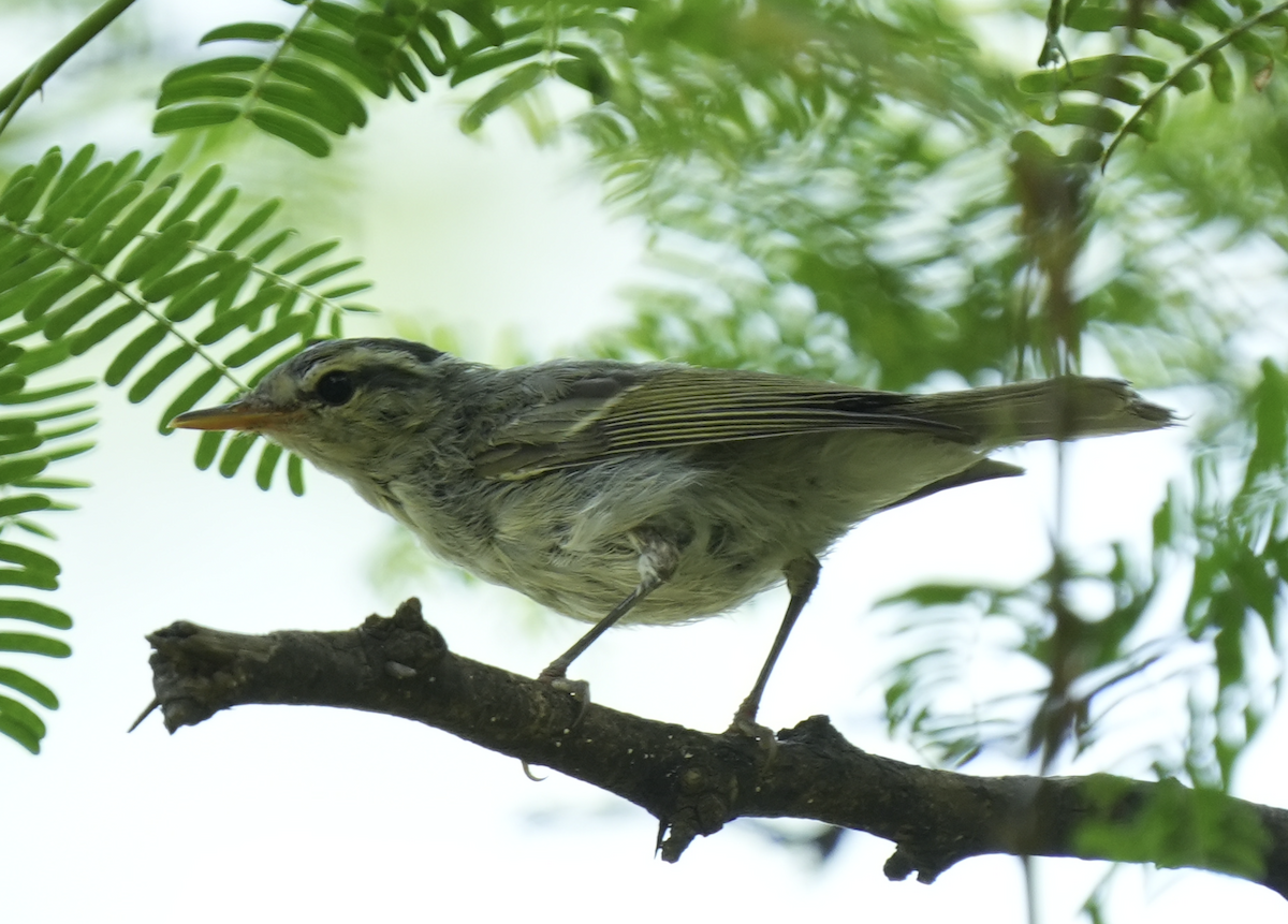 Western Crowned Warbler - ML642204767