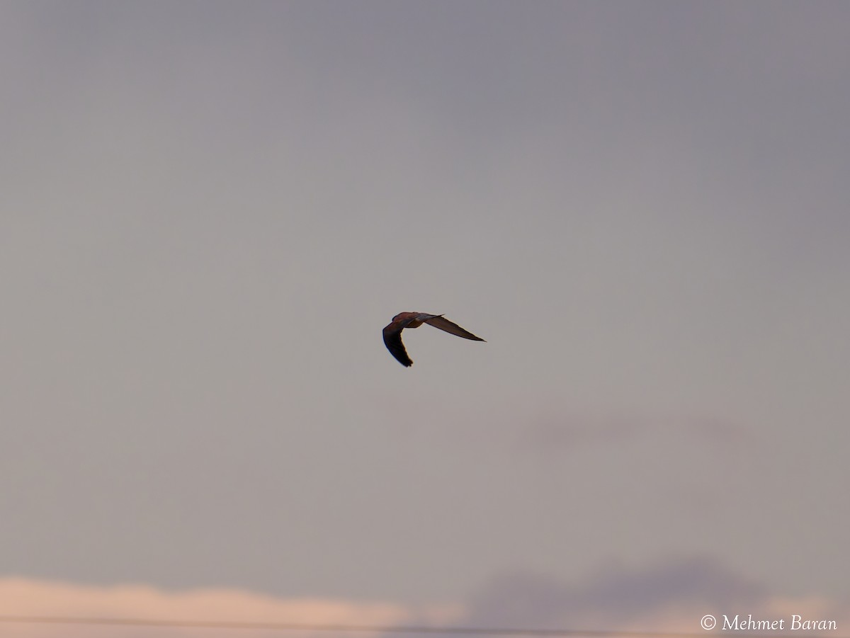 Lesser Kestrel - ML642204769