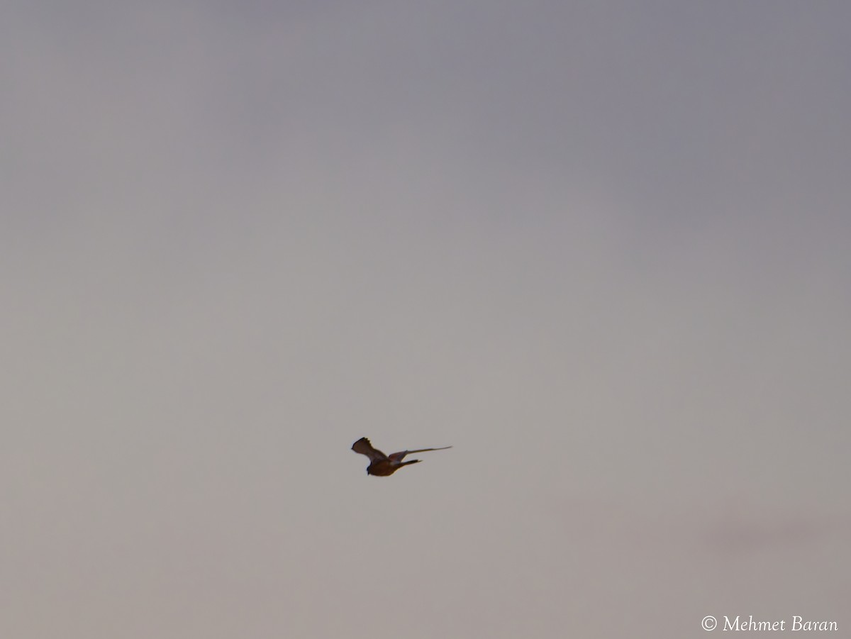 Lesser Kestrel - ML642204771