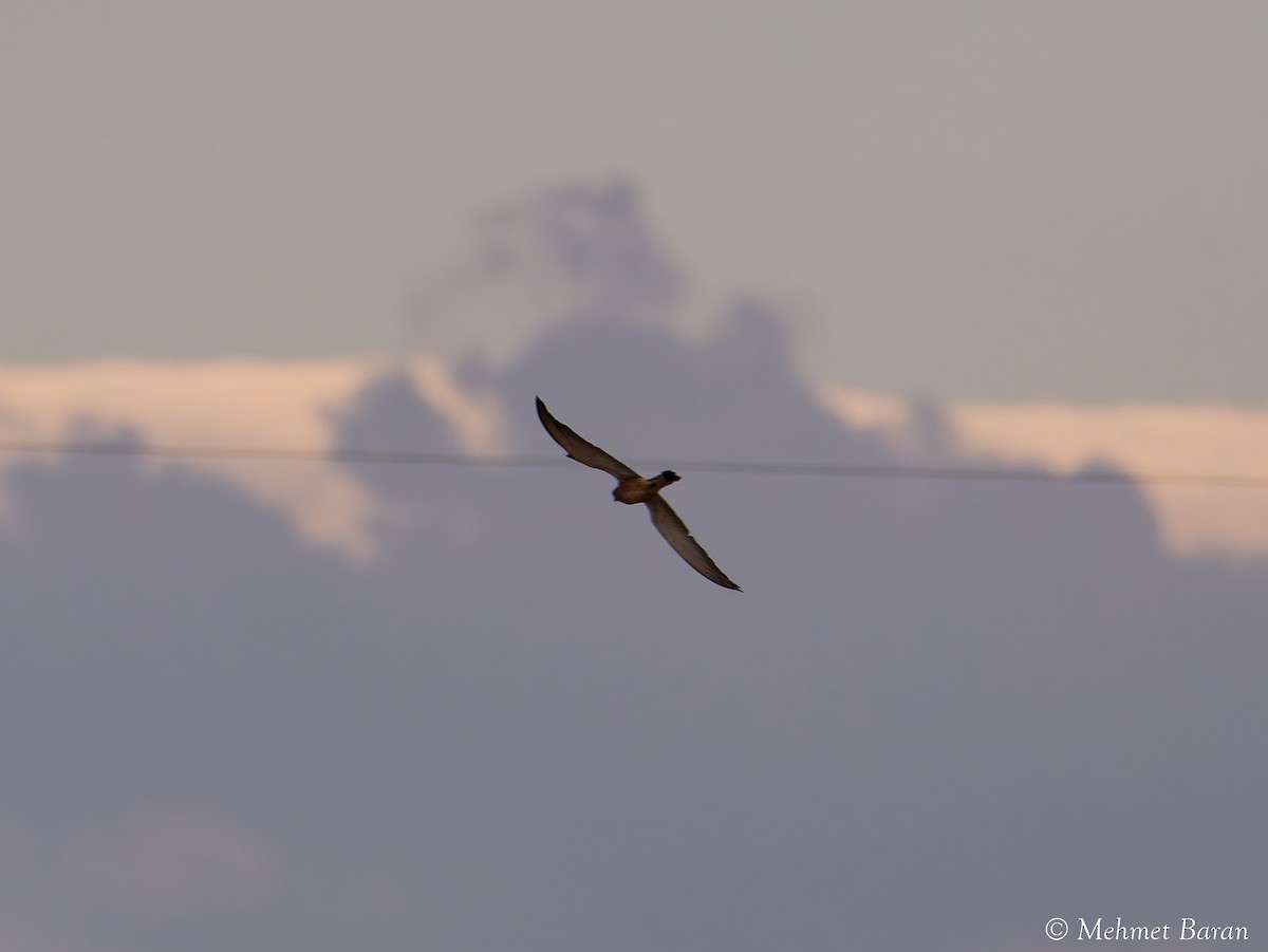 Lesser Kestrel - ML642204772