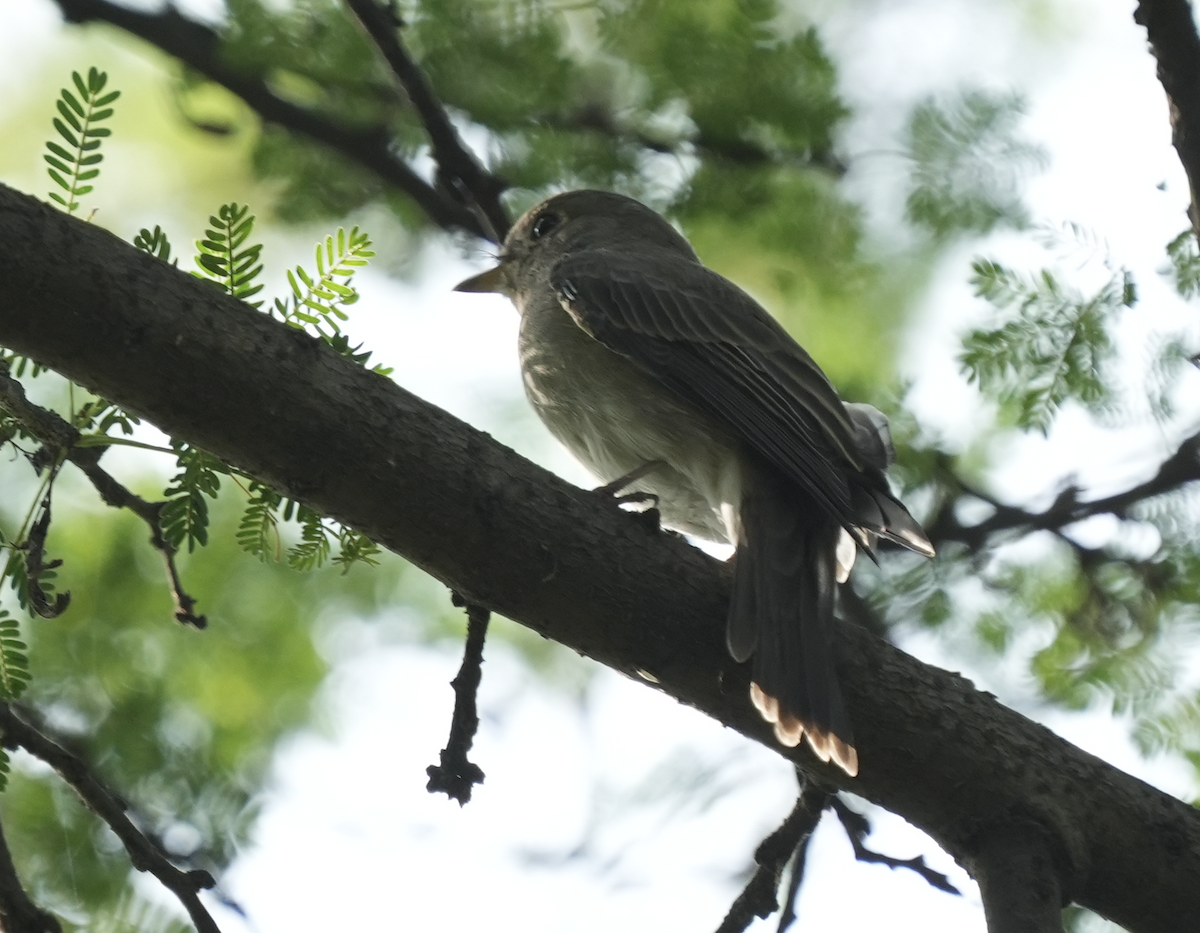 Gobemouche brun - ML642204773
