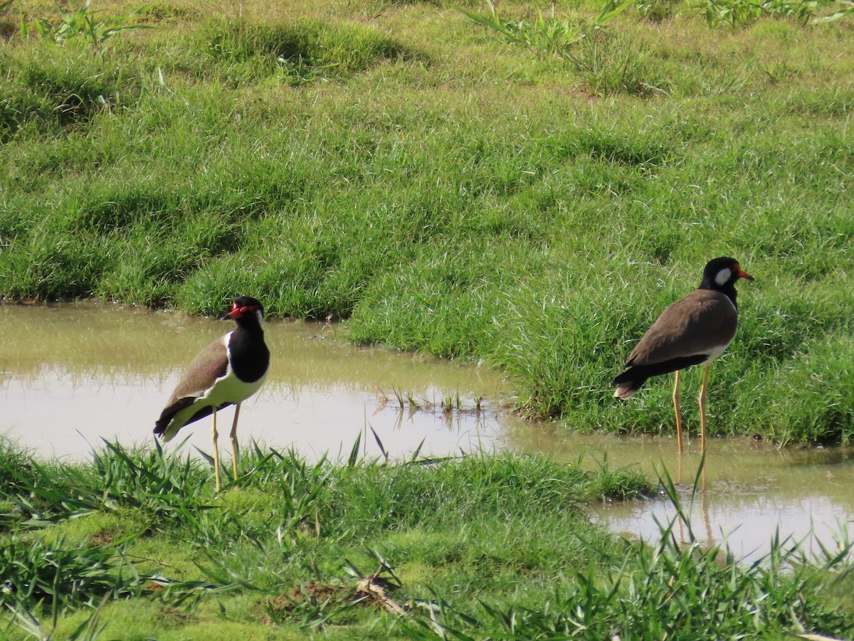 Red-wattled Lapwing - ML642204801