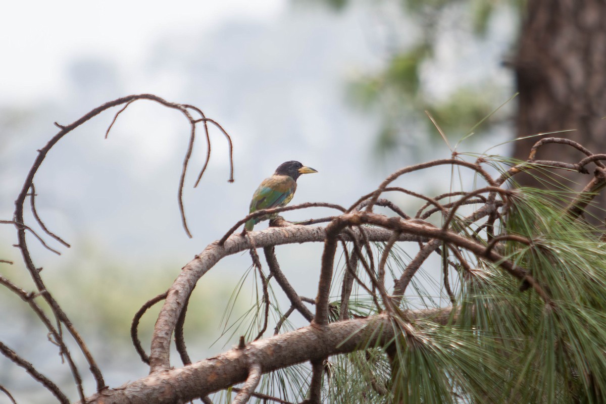 Great Barbet - ML642204803