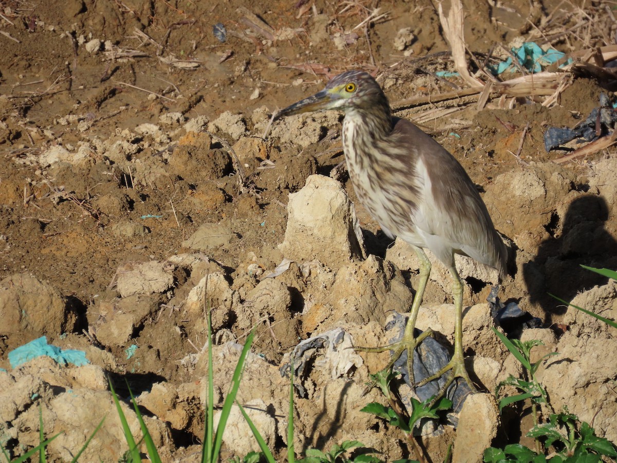 Chinese Pond-Heron - ML642204807
