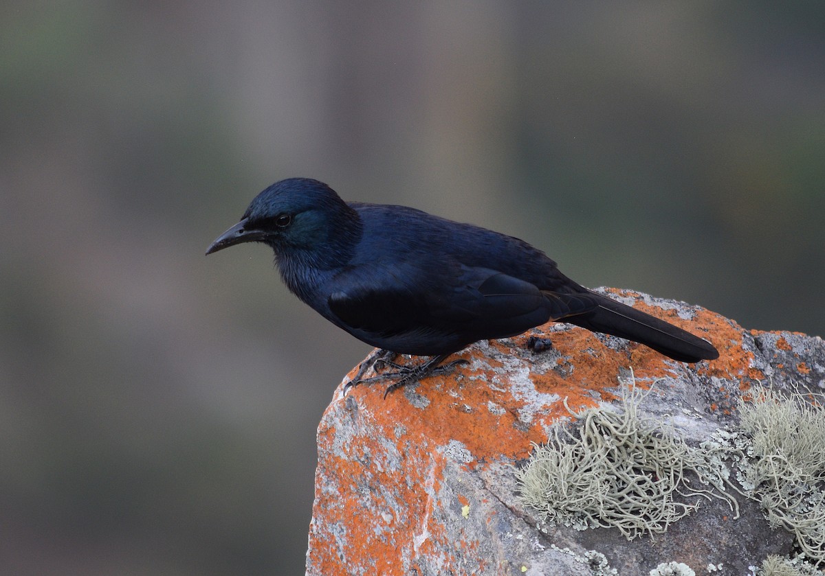 Red-winged Starling - ML642204808