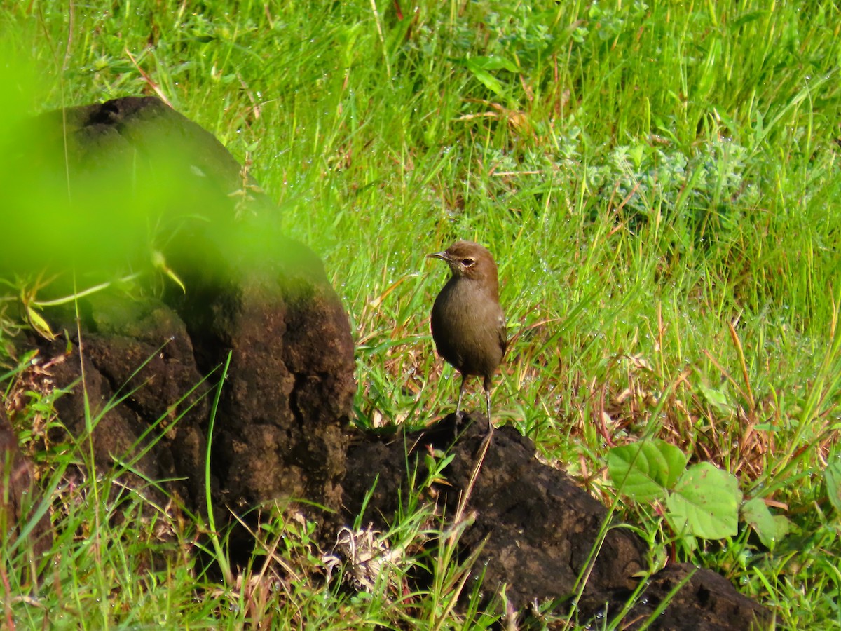 Indian Robin - ML642204821