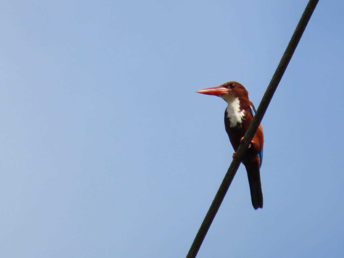 White-throated Kingfisher - ML642204824