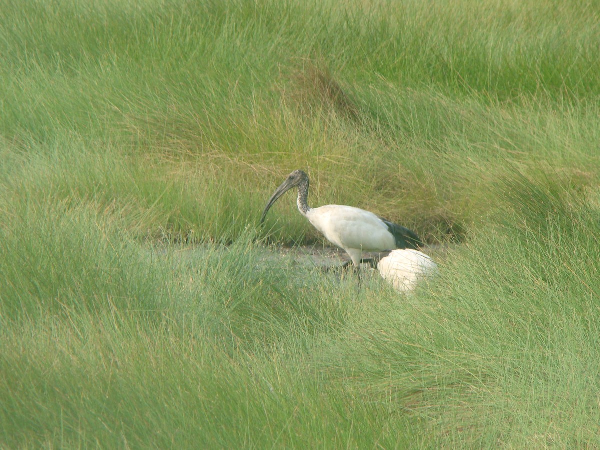 Ibis sacré - ML642204831