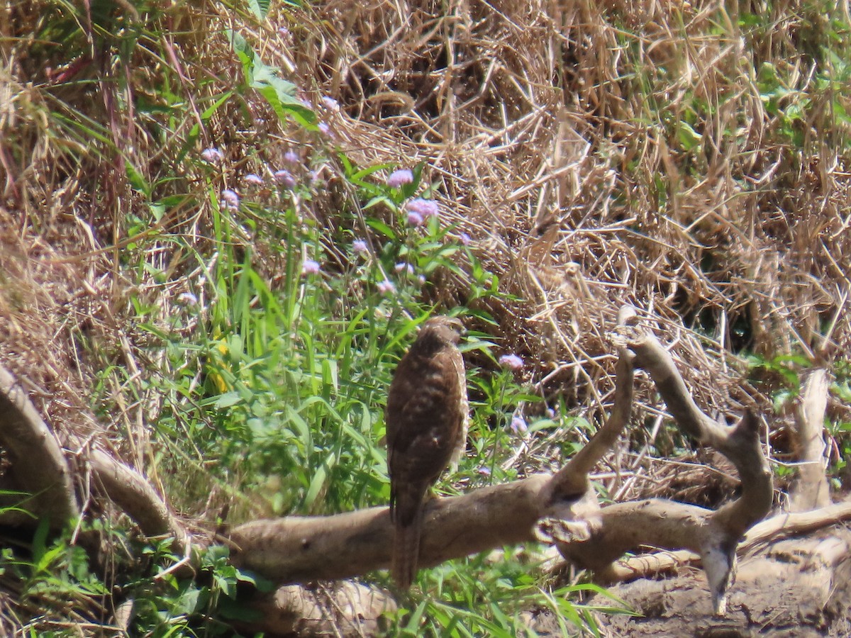 Brown Goshawk - ML642204837