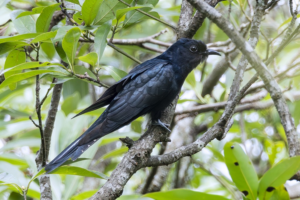 Square-tailed Drongo-Cuckoo - ML642204839