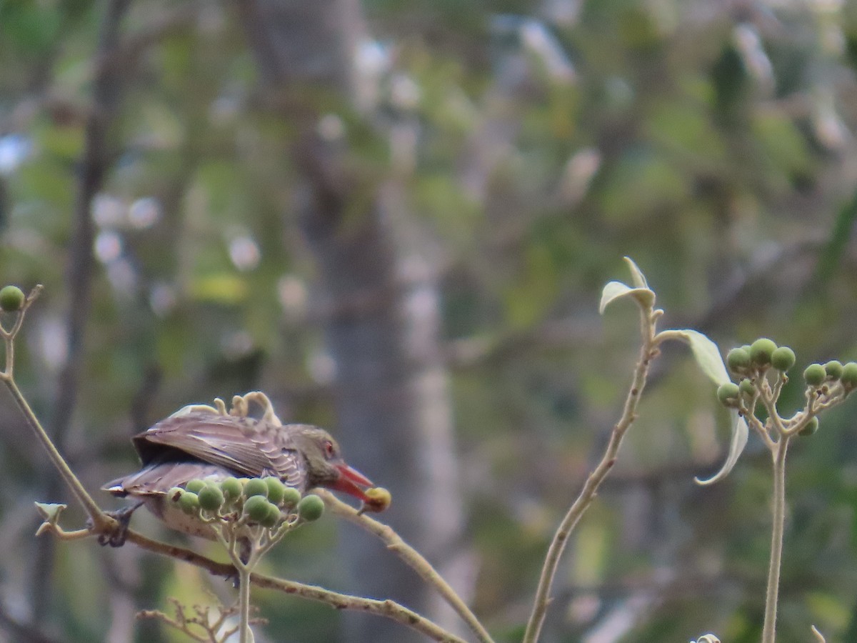 Olive-backed Oriole - ML642204861