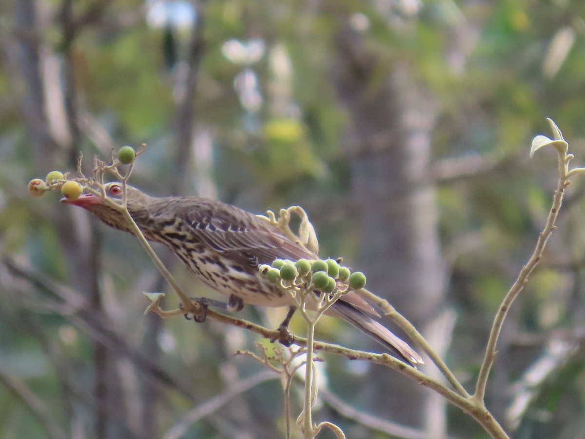 Olive-backed Oriole - ML642204862