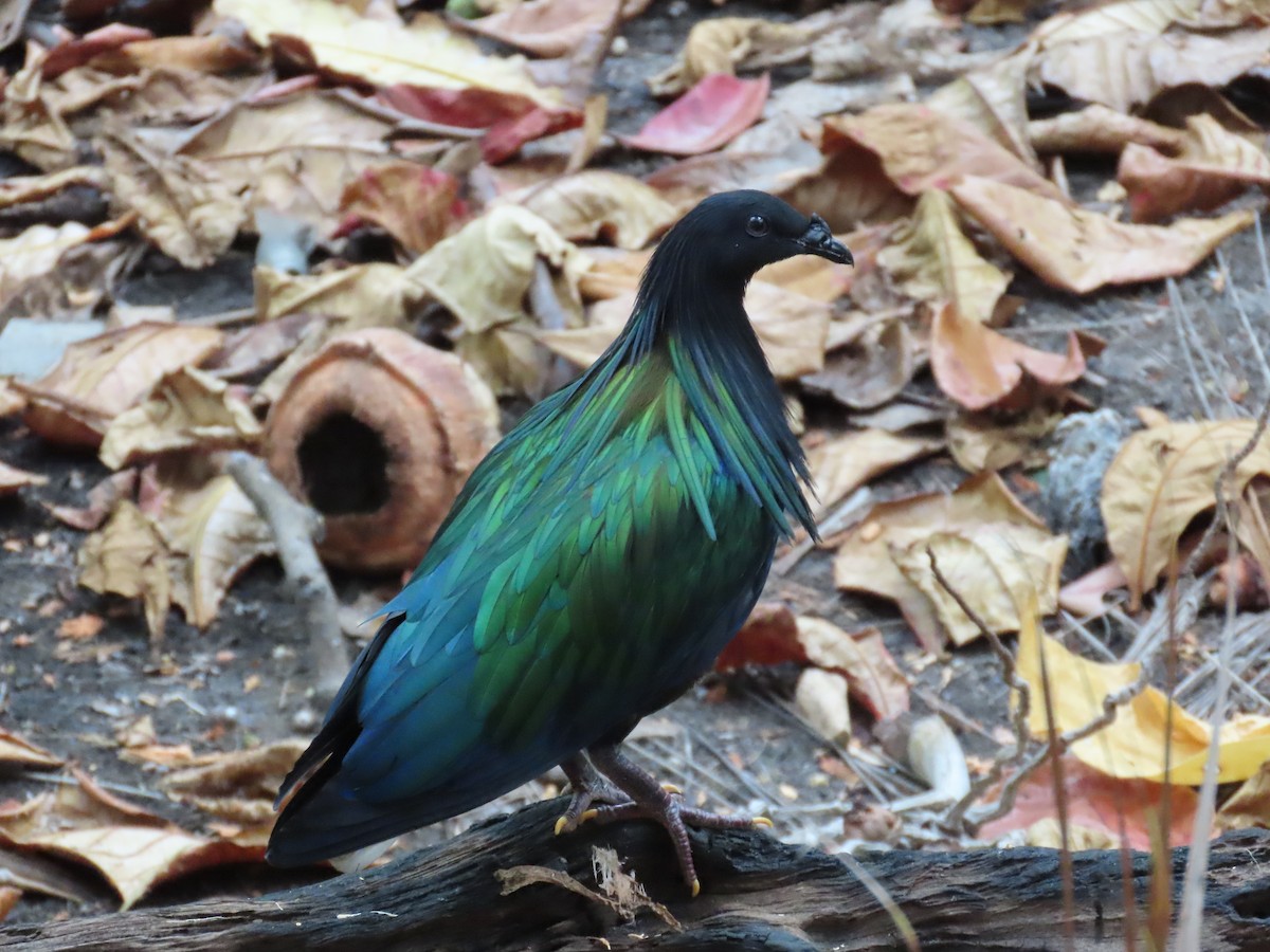 Nicobar Pigeon - ML642204910