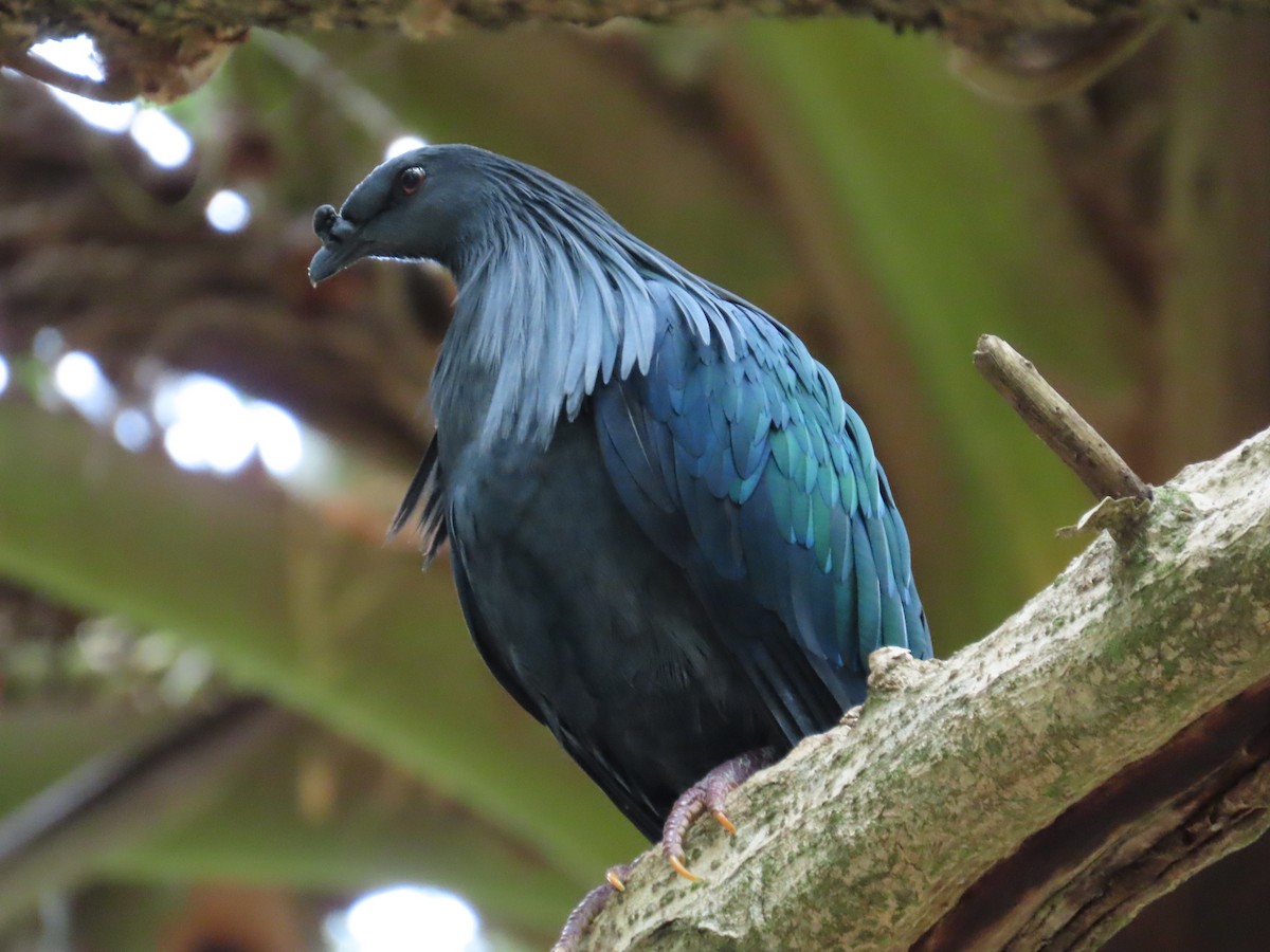 Nicobar Pigeon - ML642204911