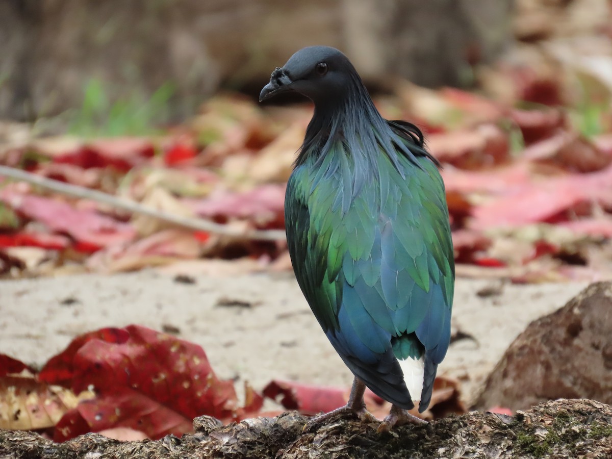 Nicobar Pigeon - ML642204912