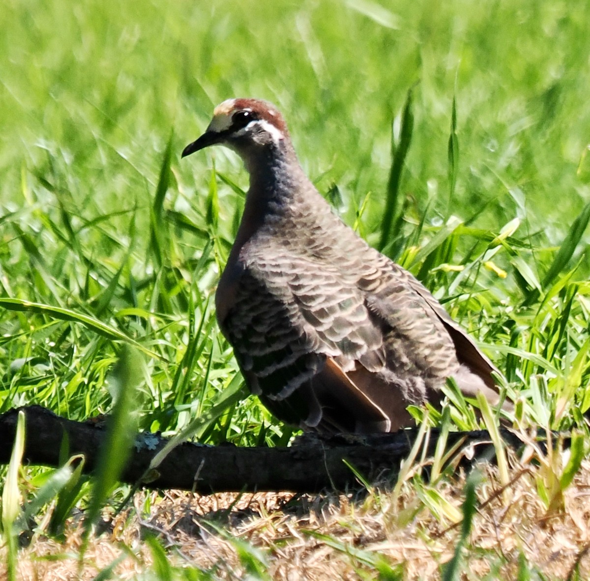 Common Bronzewing - ML642204913