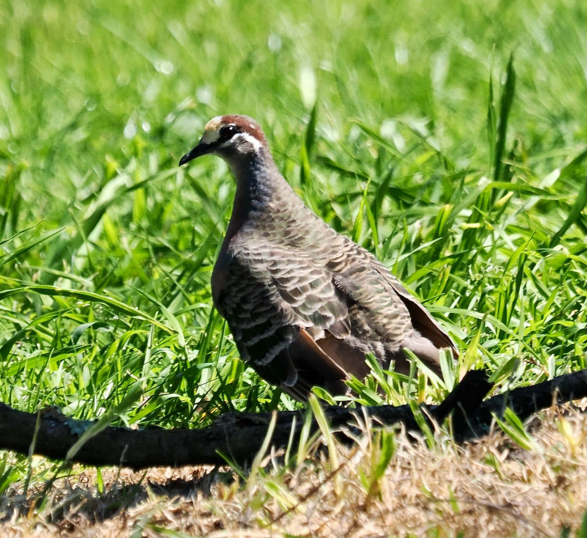 Common Bronzewing - ML642204914