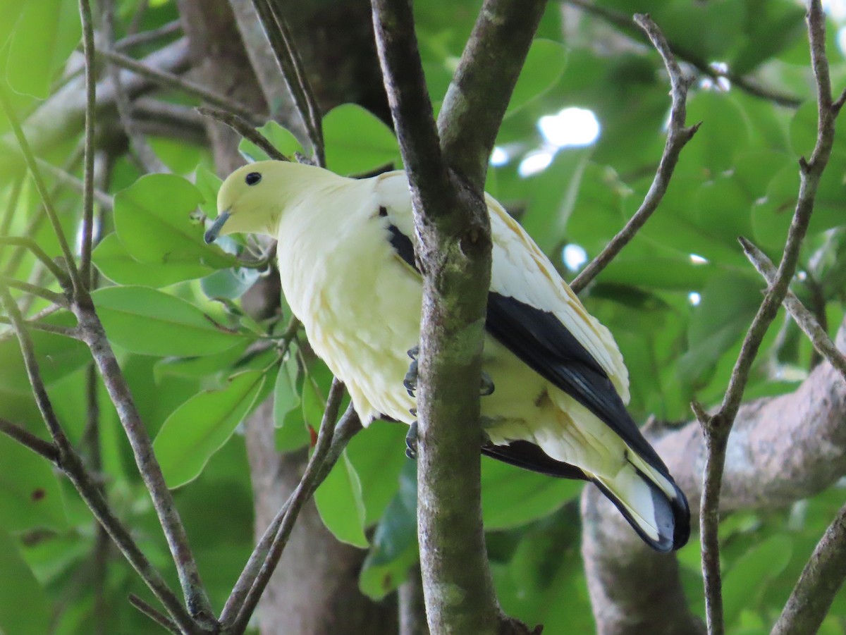 Pied Imperial-Pigeon - ML642204915