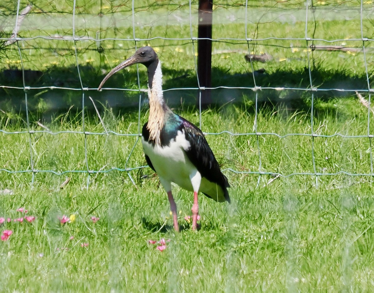 Straw-necked Ibis - ML642204916