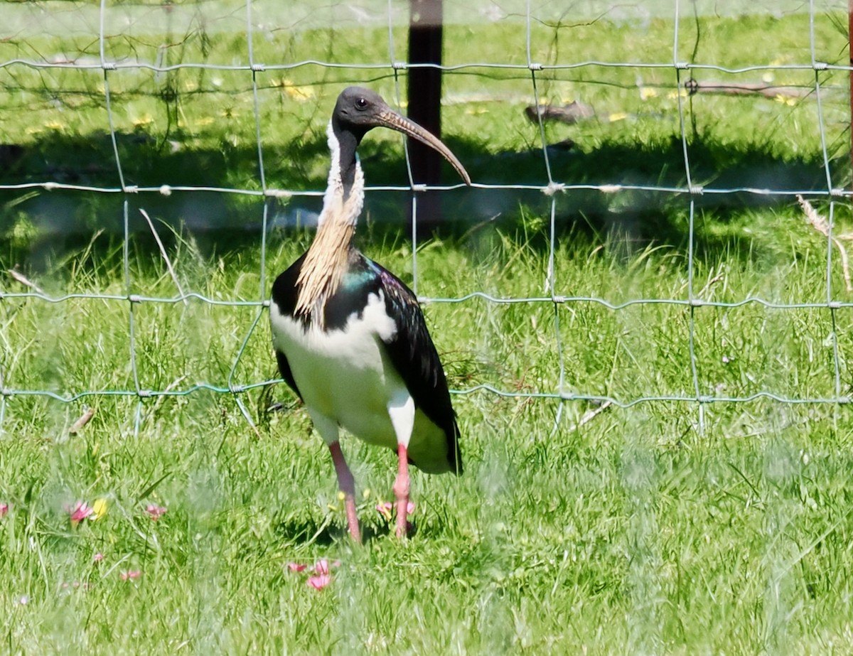 Straw-necked Ibis - ML642204917