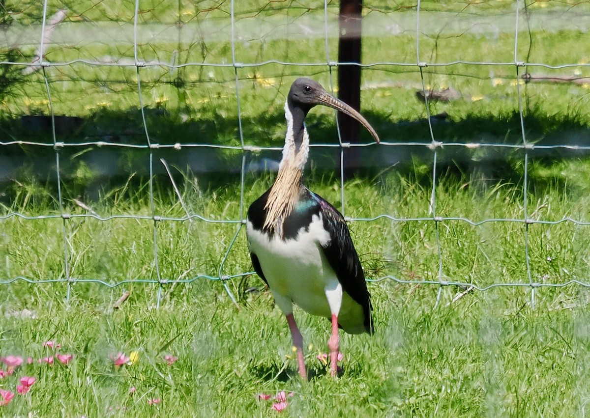 Straw-necked Ibis - ML642204918