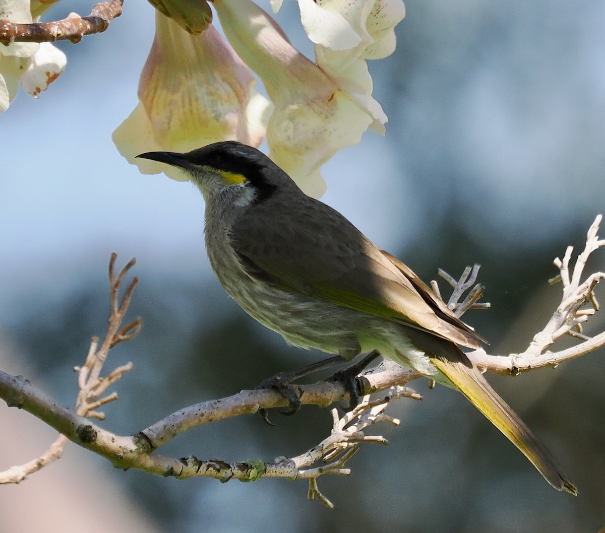 Singing Honeyeater - ML642204921