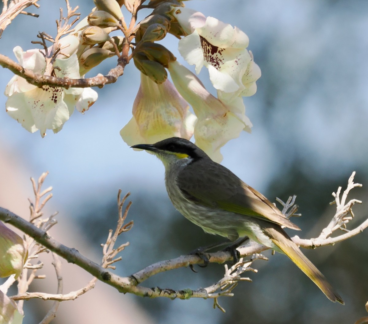 Singing Honeyeater - ML642204922