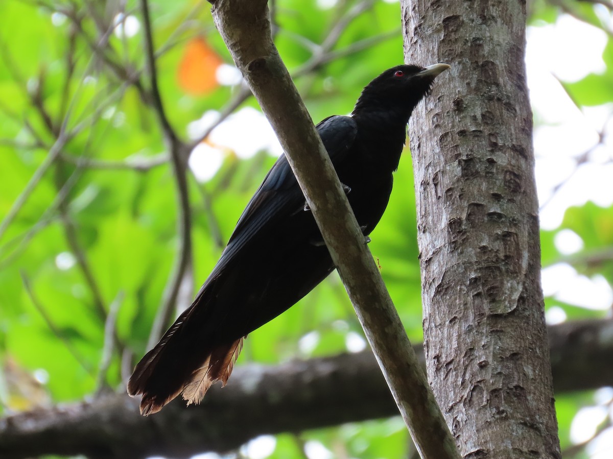 Asian Koel - ML642204926