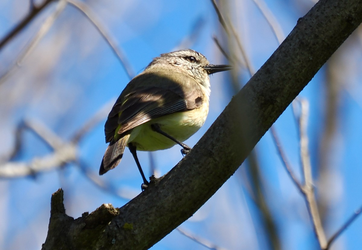 Yellow-rumped Thornbill - ML642204928