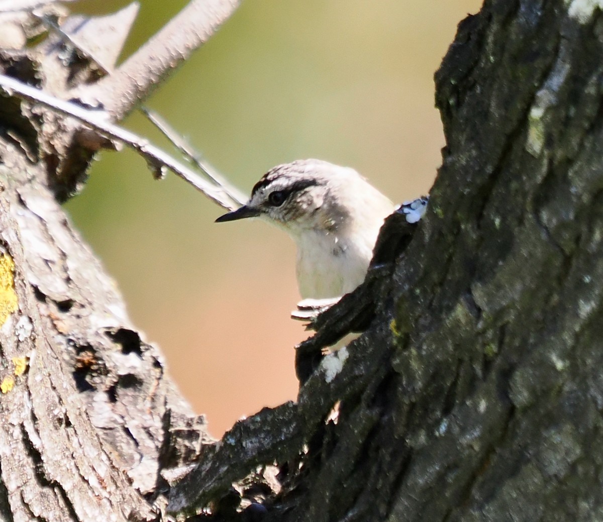Yellow-rumped Thornbill - ML642204929