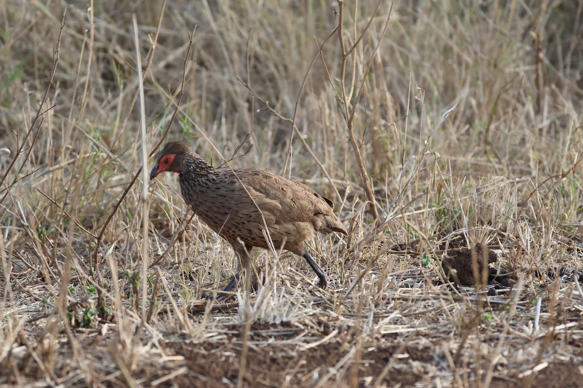 Swainson's Spurfowl - ML642204937