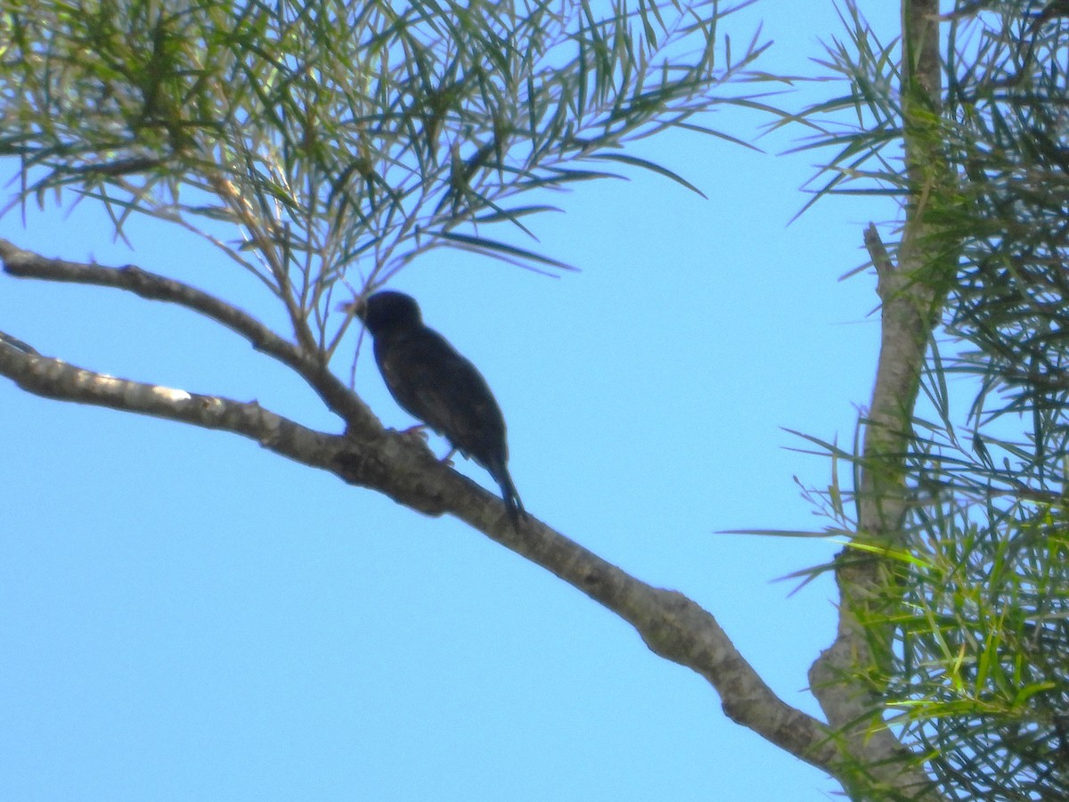 Black Bulbul - ML642204941