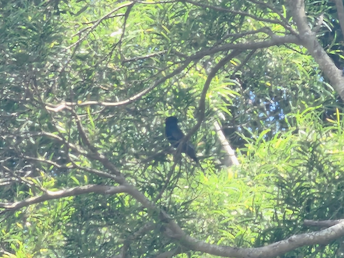Black Bulbul - ML642204942
