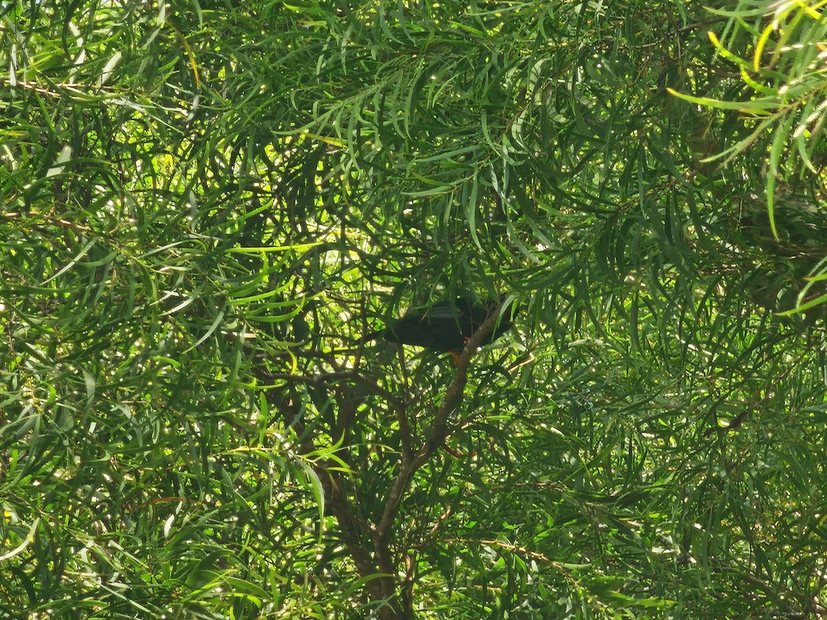Black Bulbul - ML642204944