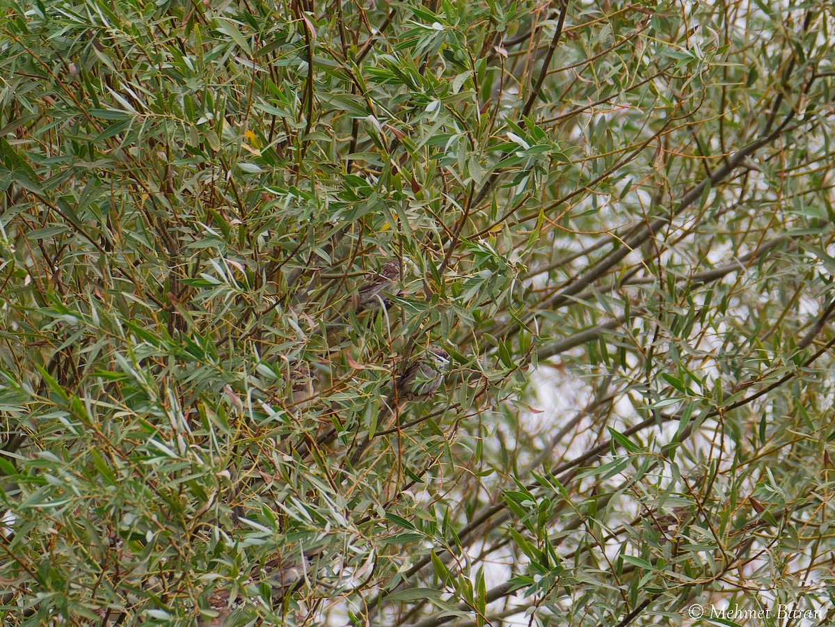 Eurasian Tree Sparrow - ML642204946