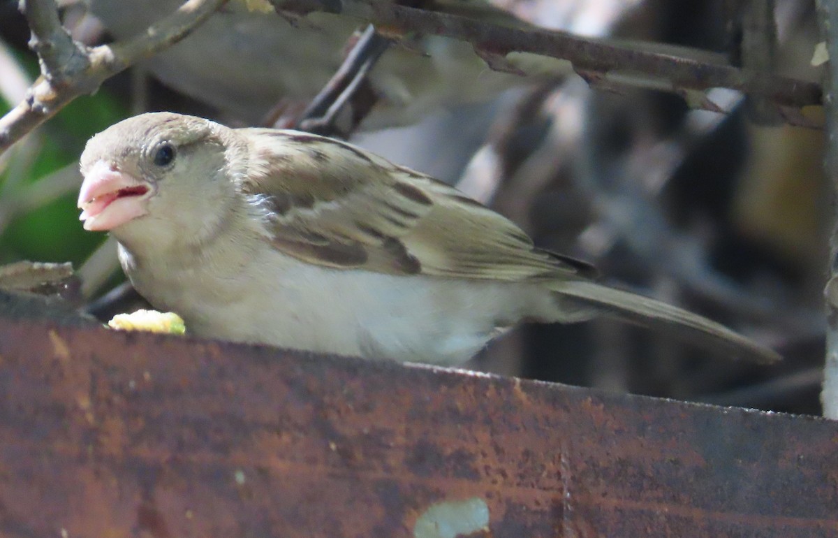 House Sparrow - ML642204947