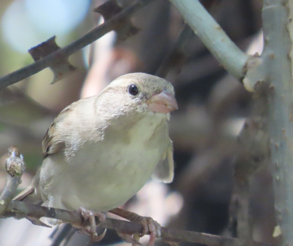 House Sparrow - ML642204948