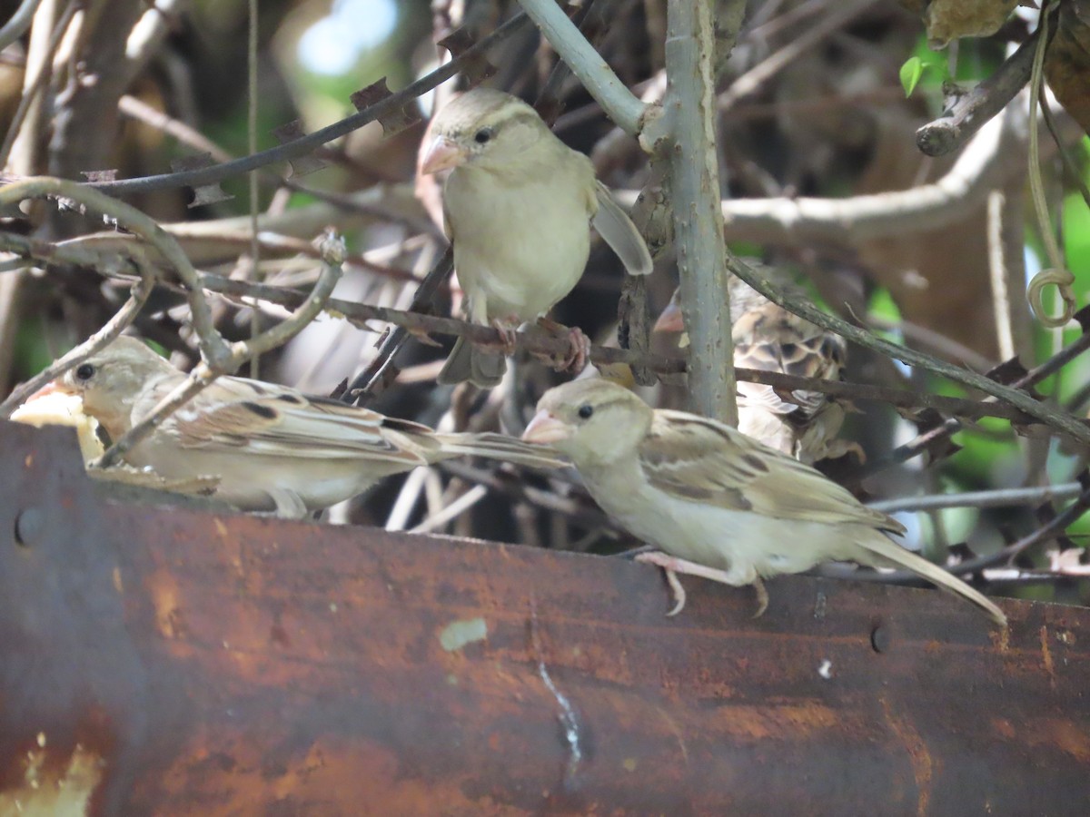 House Sparrow - ML642204949