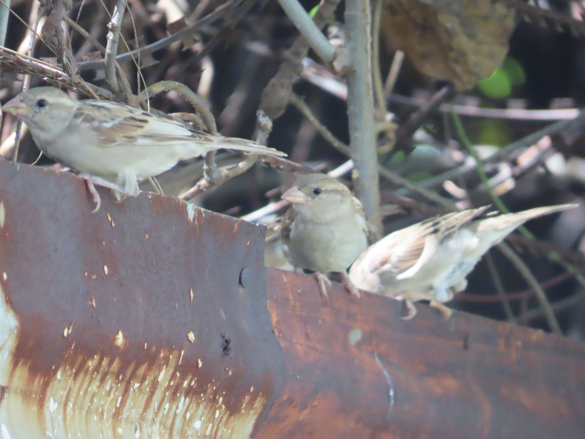 House Sparrow - ML642204950