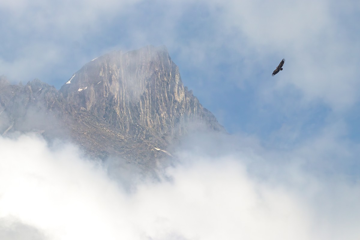 Eurasian Griffon - ML642204951